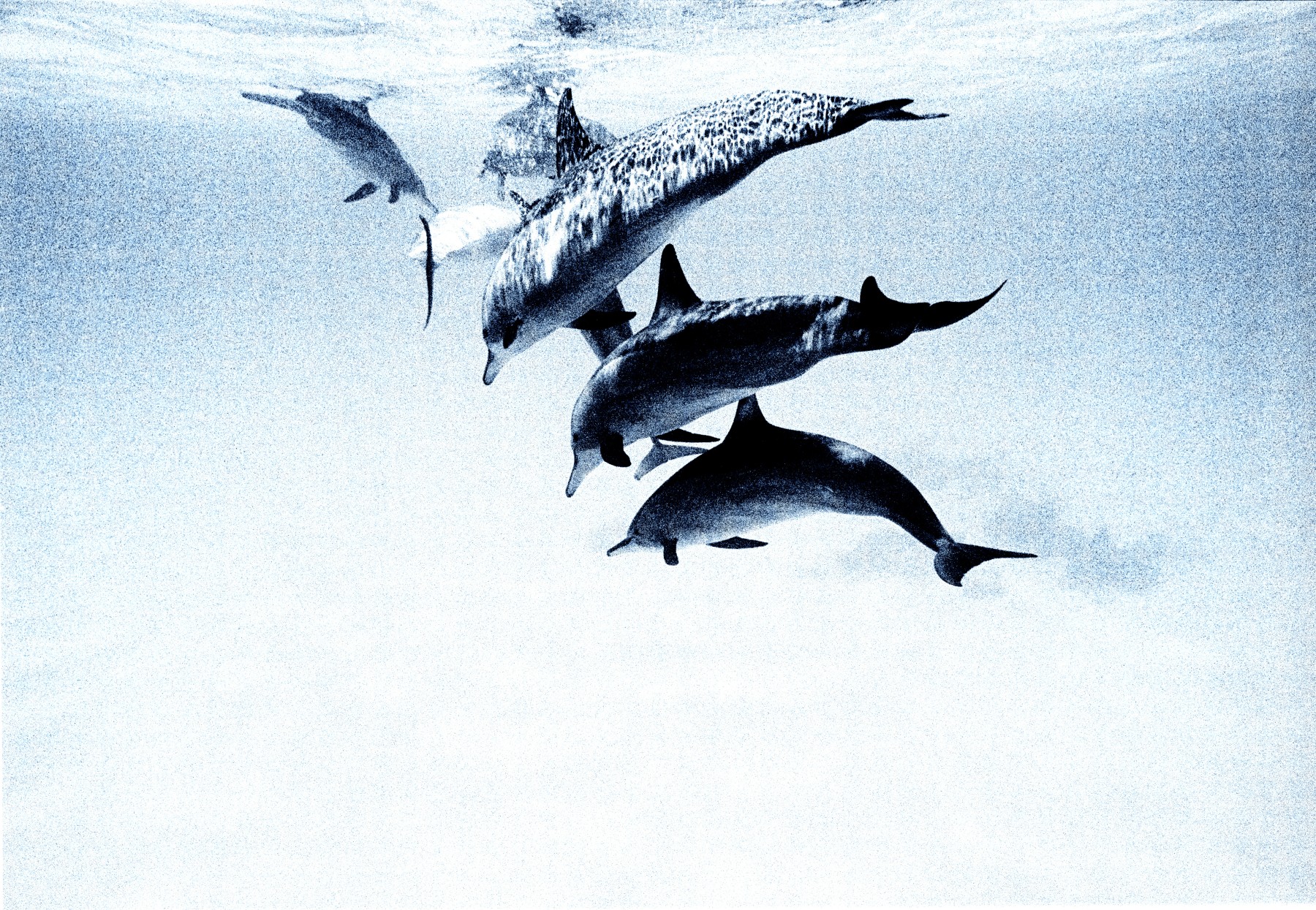 A la rencontre des dauphins