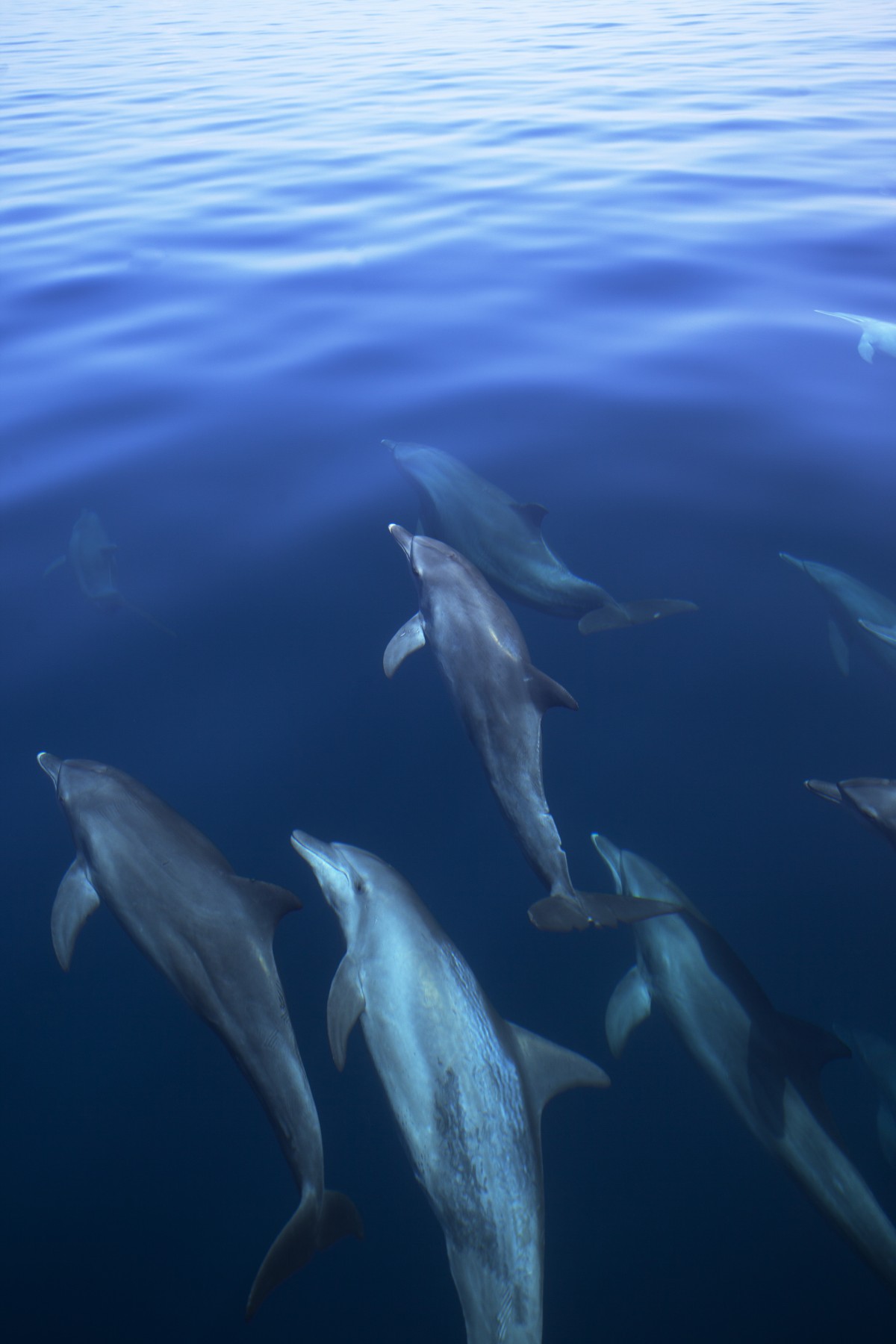 A la rencontre des dauphins