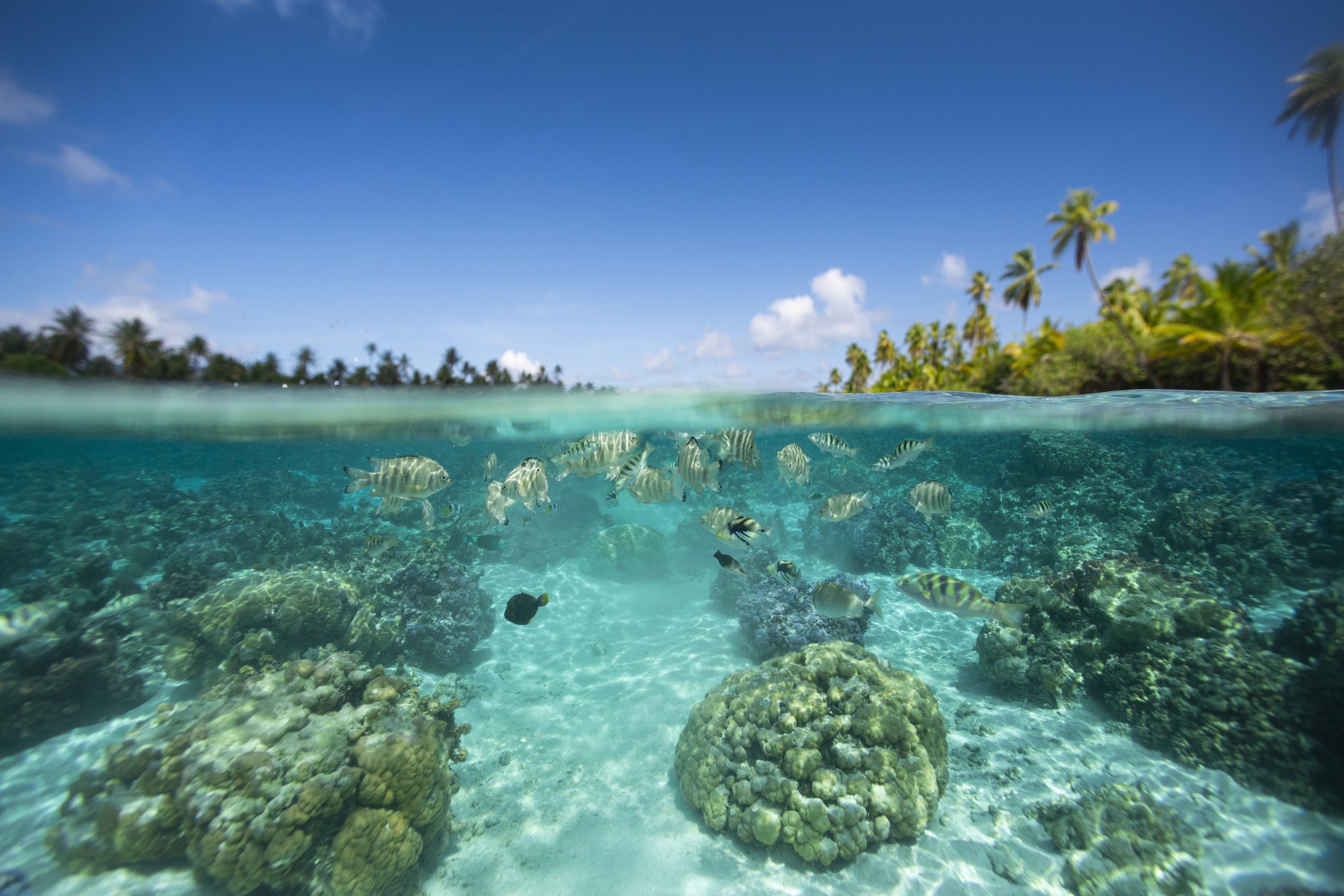Tahaa, l'île vanille