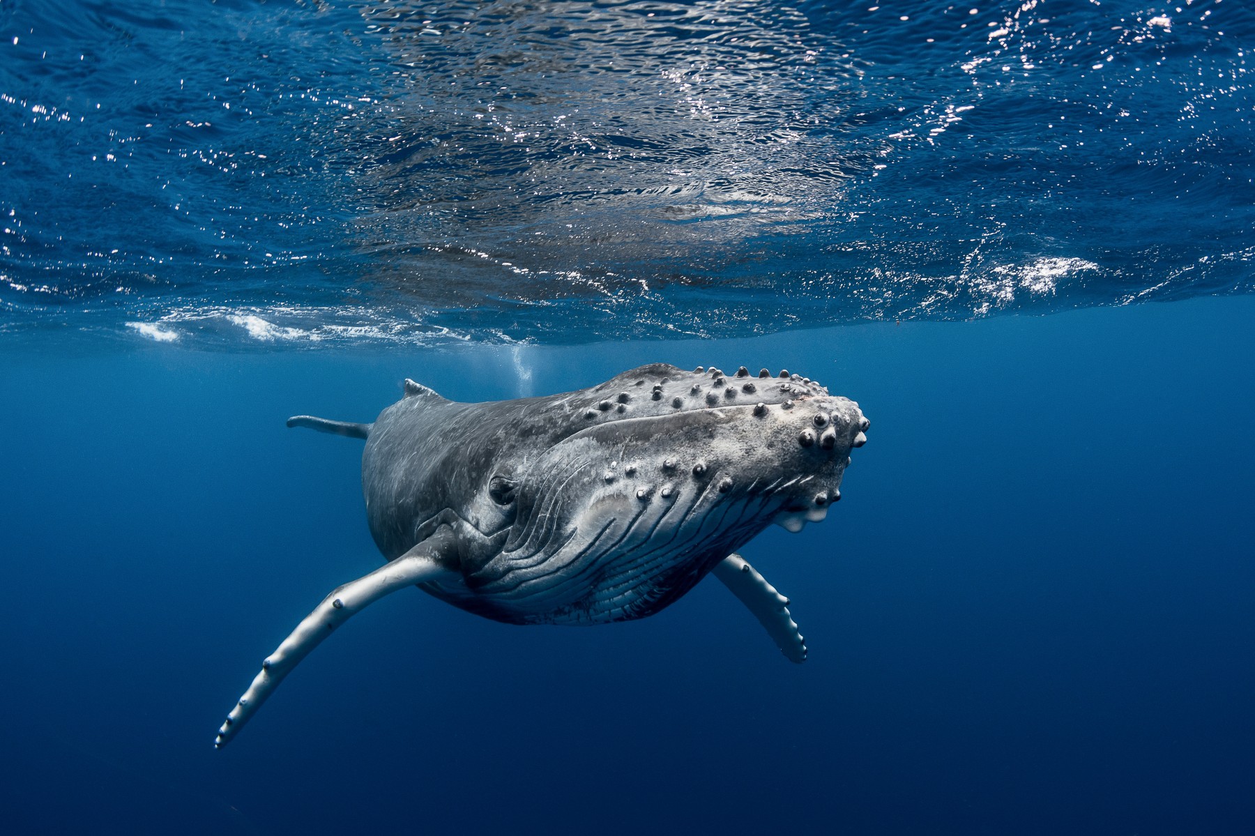 A la rencontre des baleines