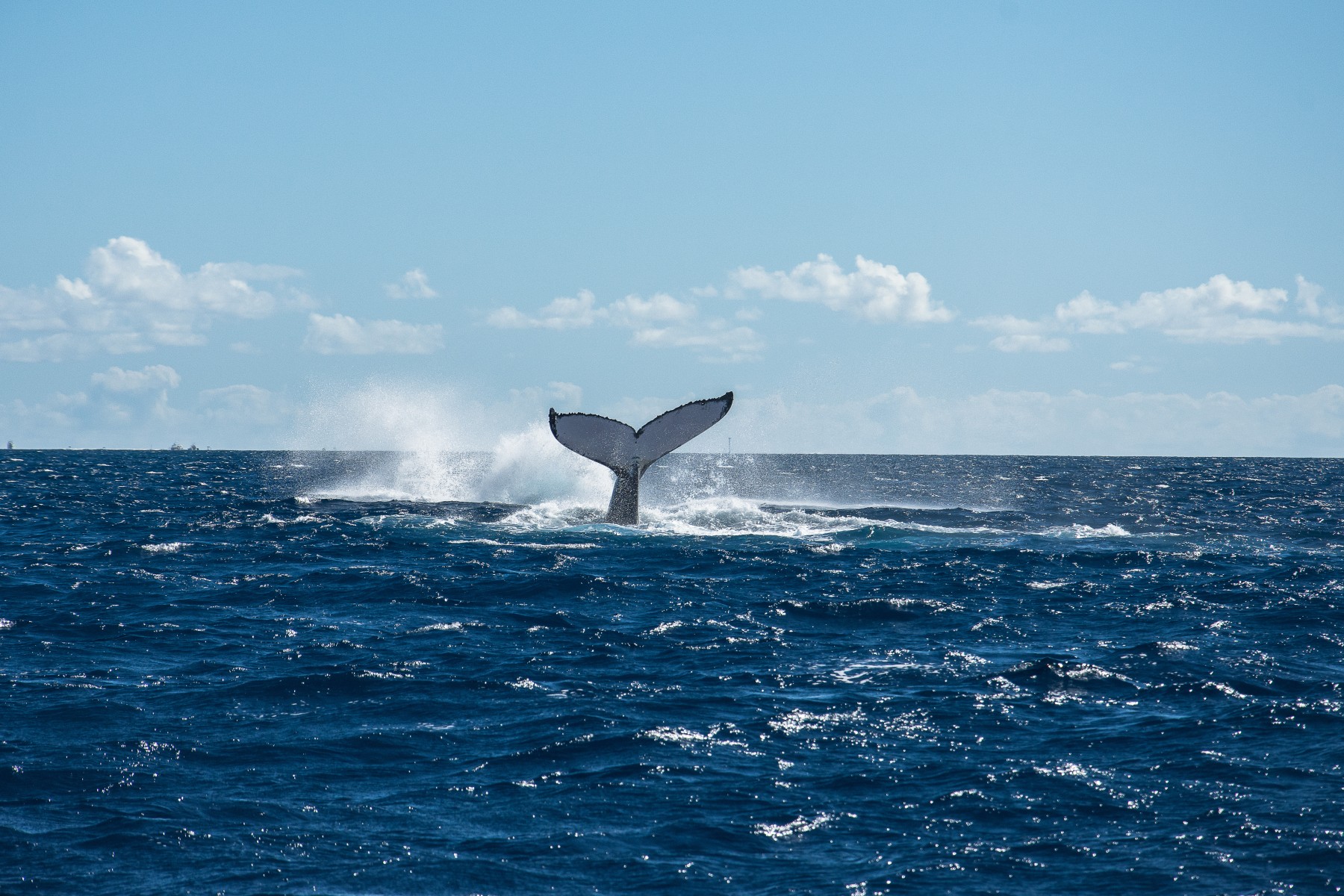 A la rencontre des baleines