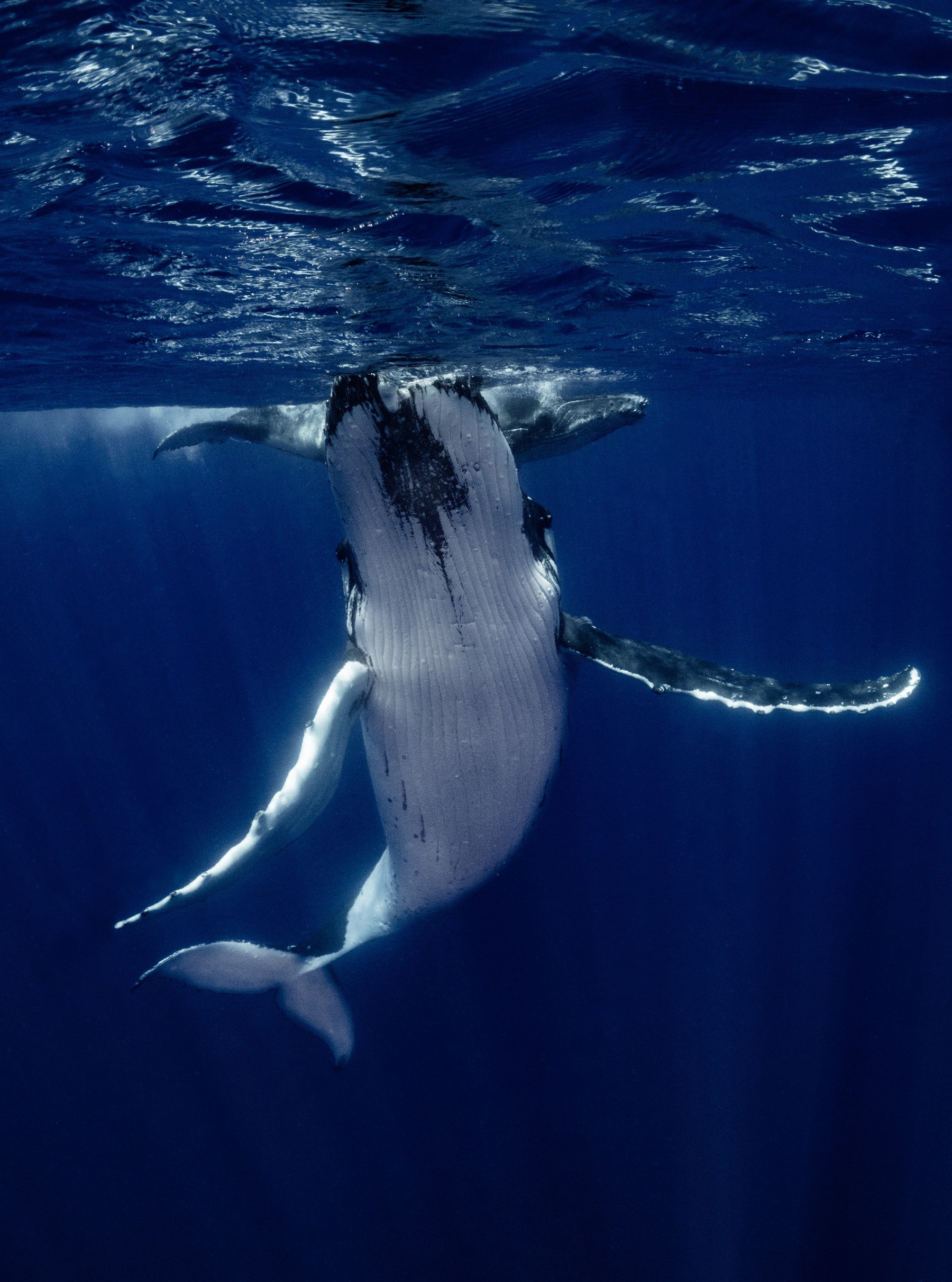 A la rencontre des baleines