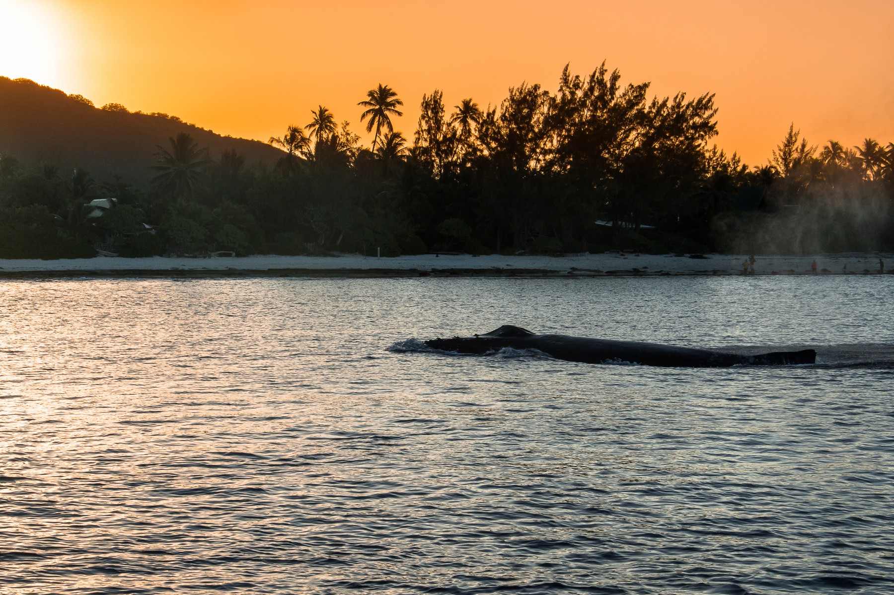 A la rencontre des baleines
