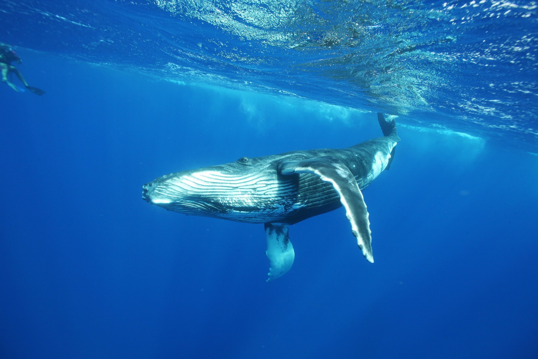 A la rencontre des baleines