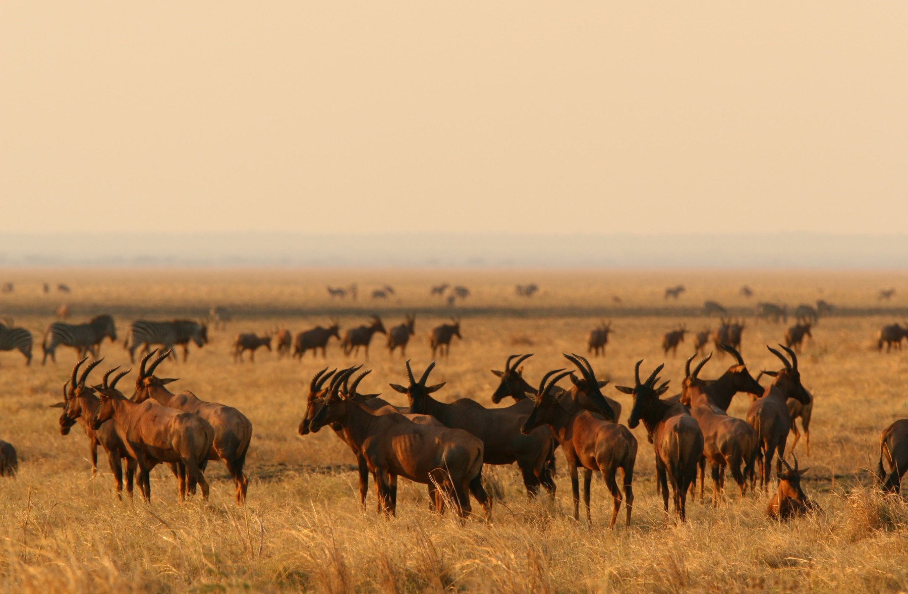 Safari Sokwe