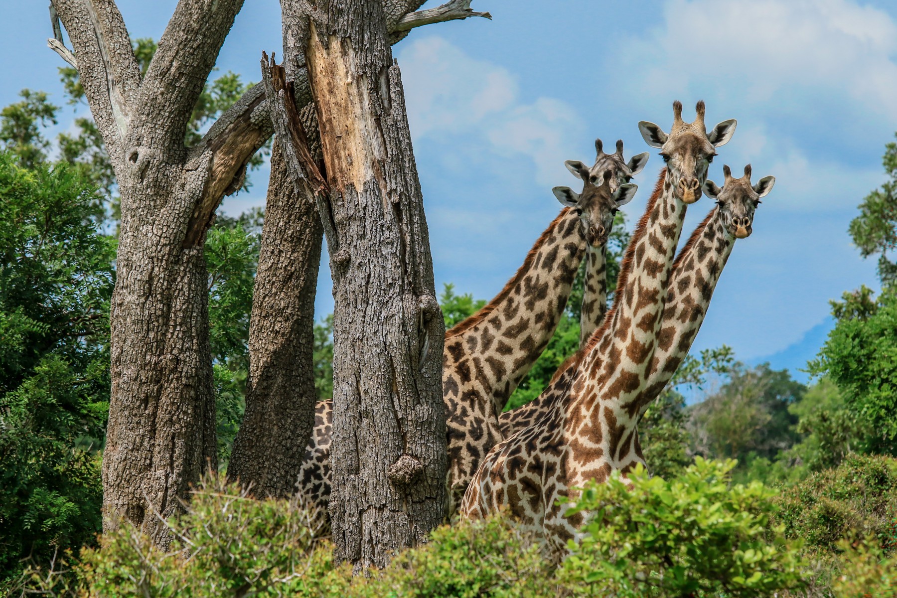 Safari Kiboko
