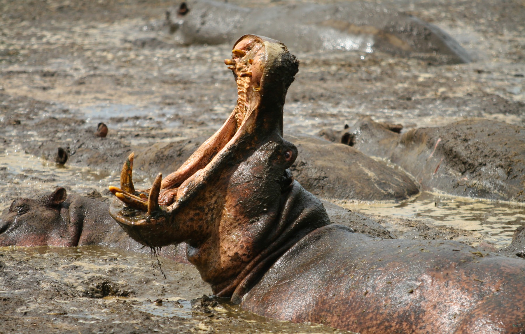Safari Kifaru