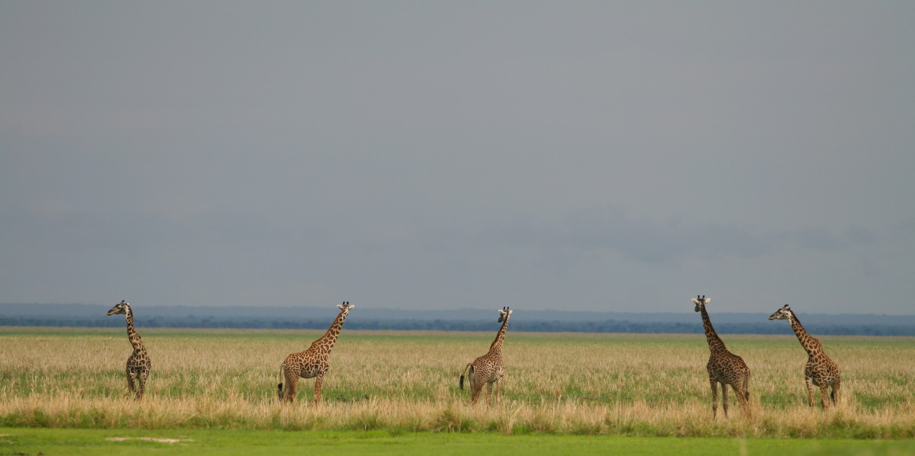 Safari Sokwe