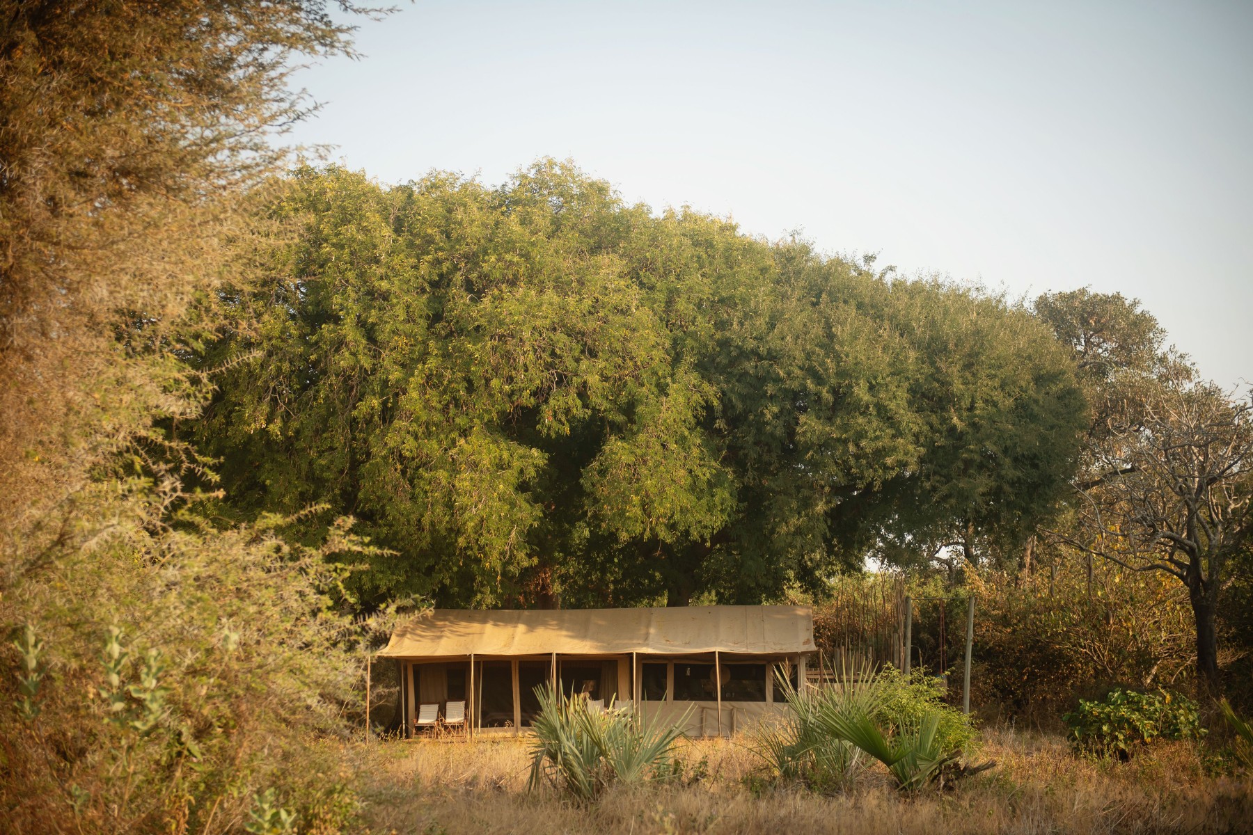 Nomad Chada Katavi