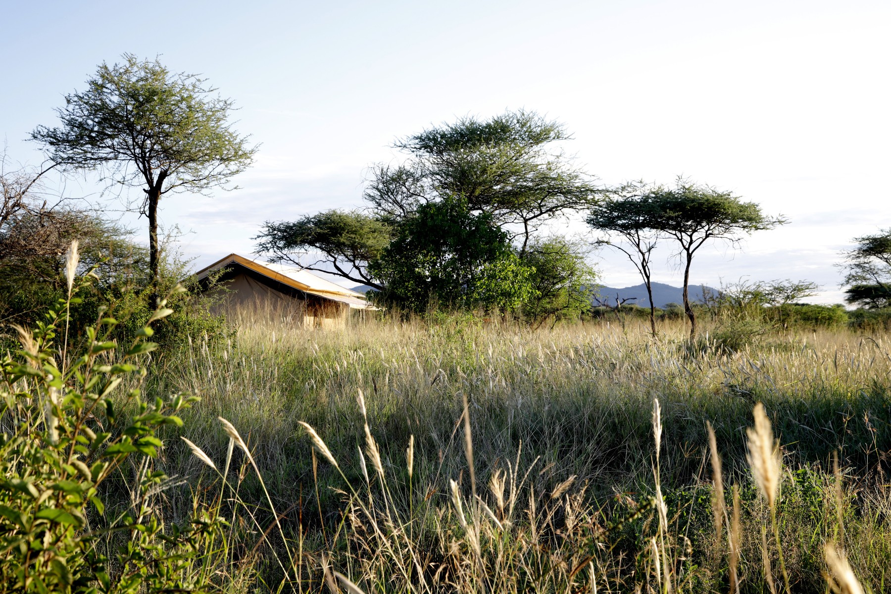 Whisper Serengeti