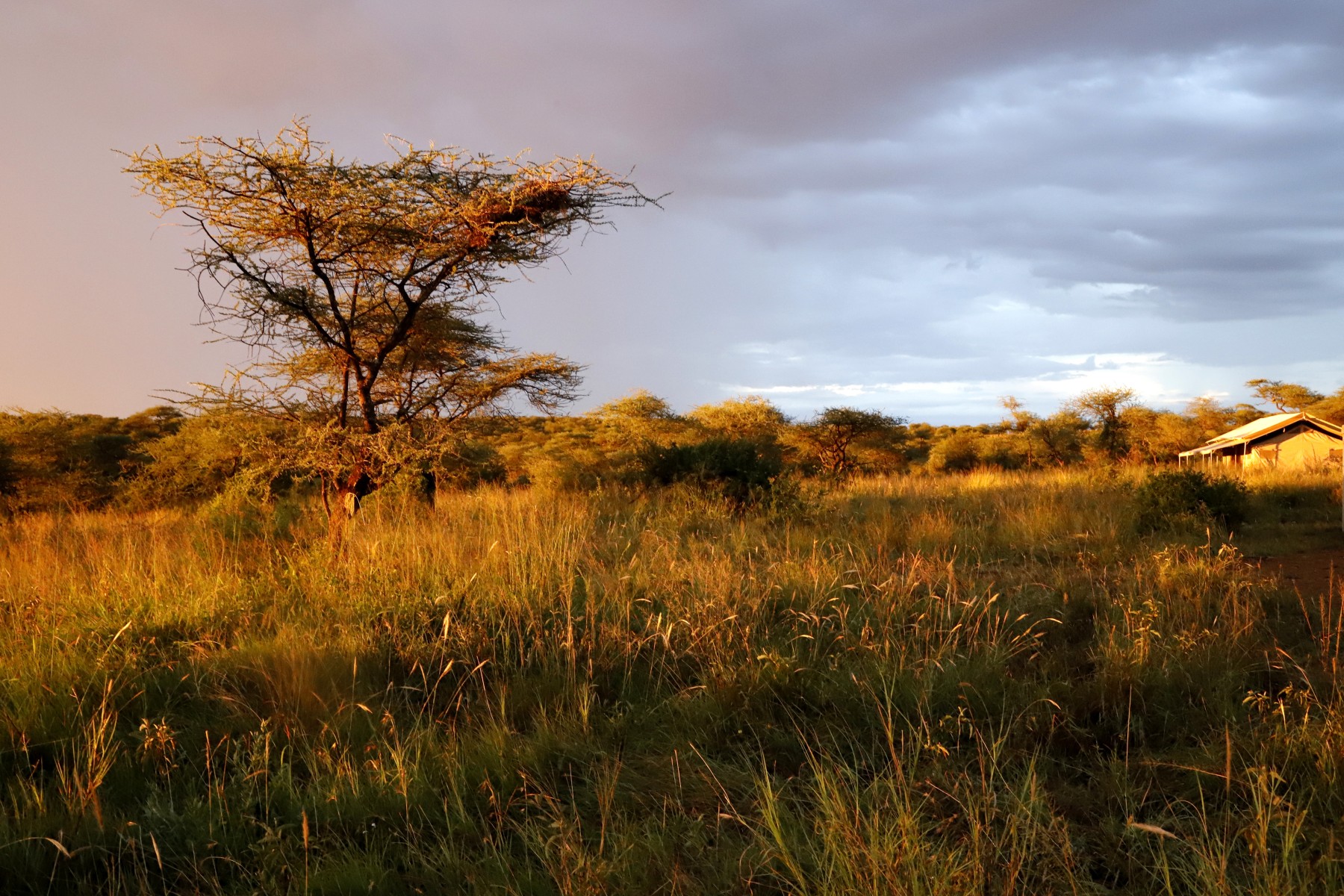 Whisper Serengeti
