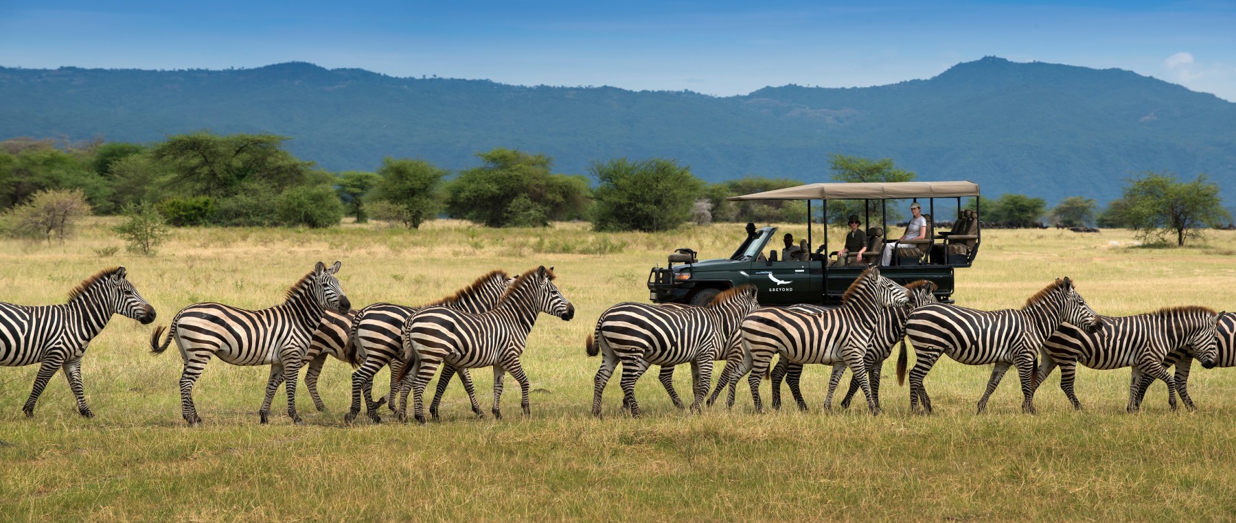 Safari Duma