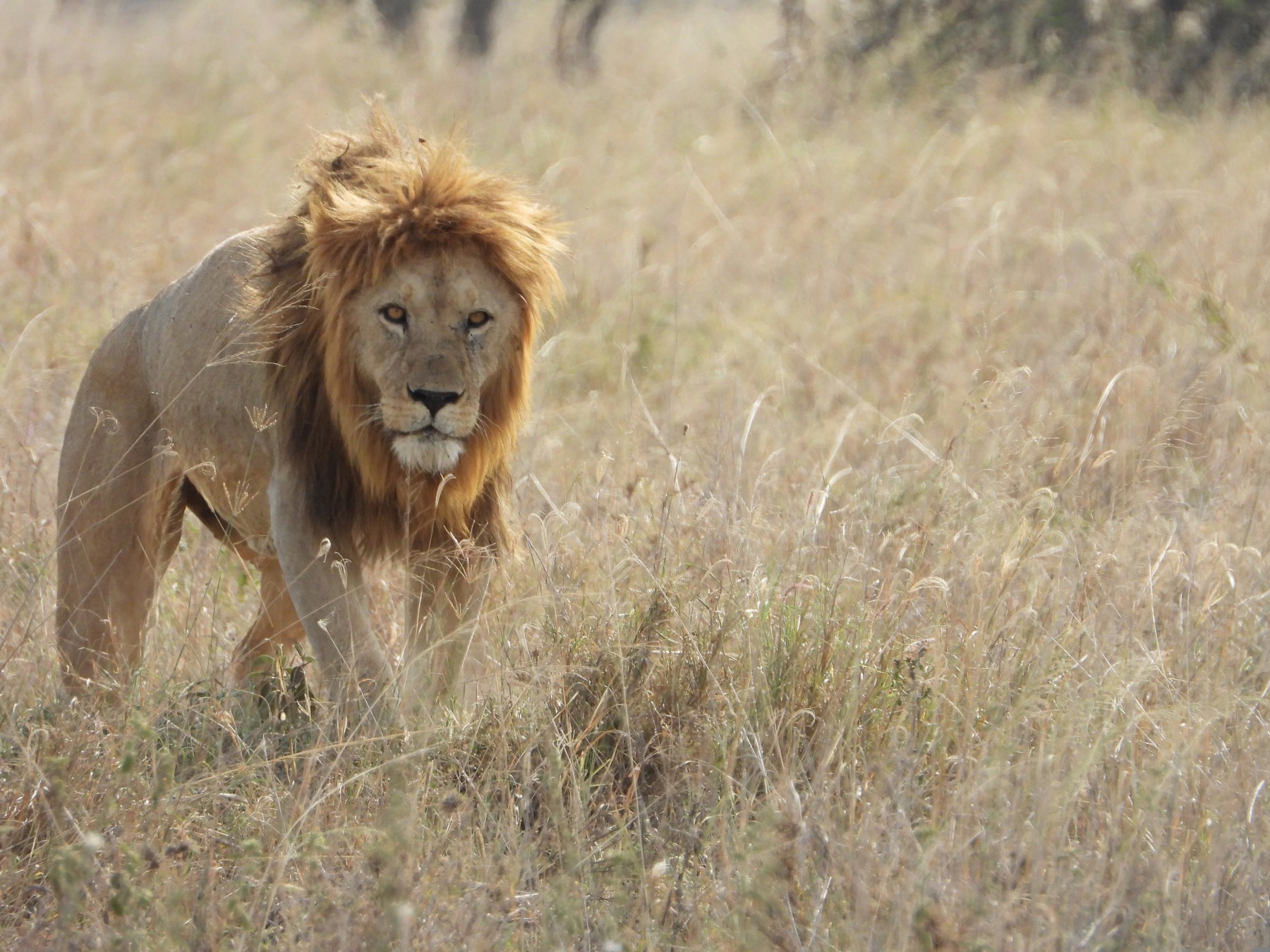 Safari Twiga
