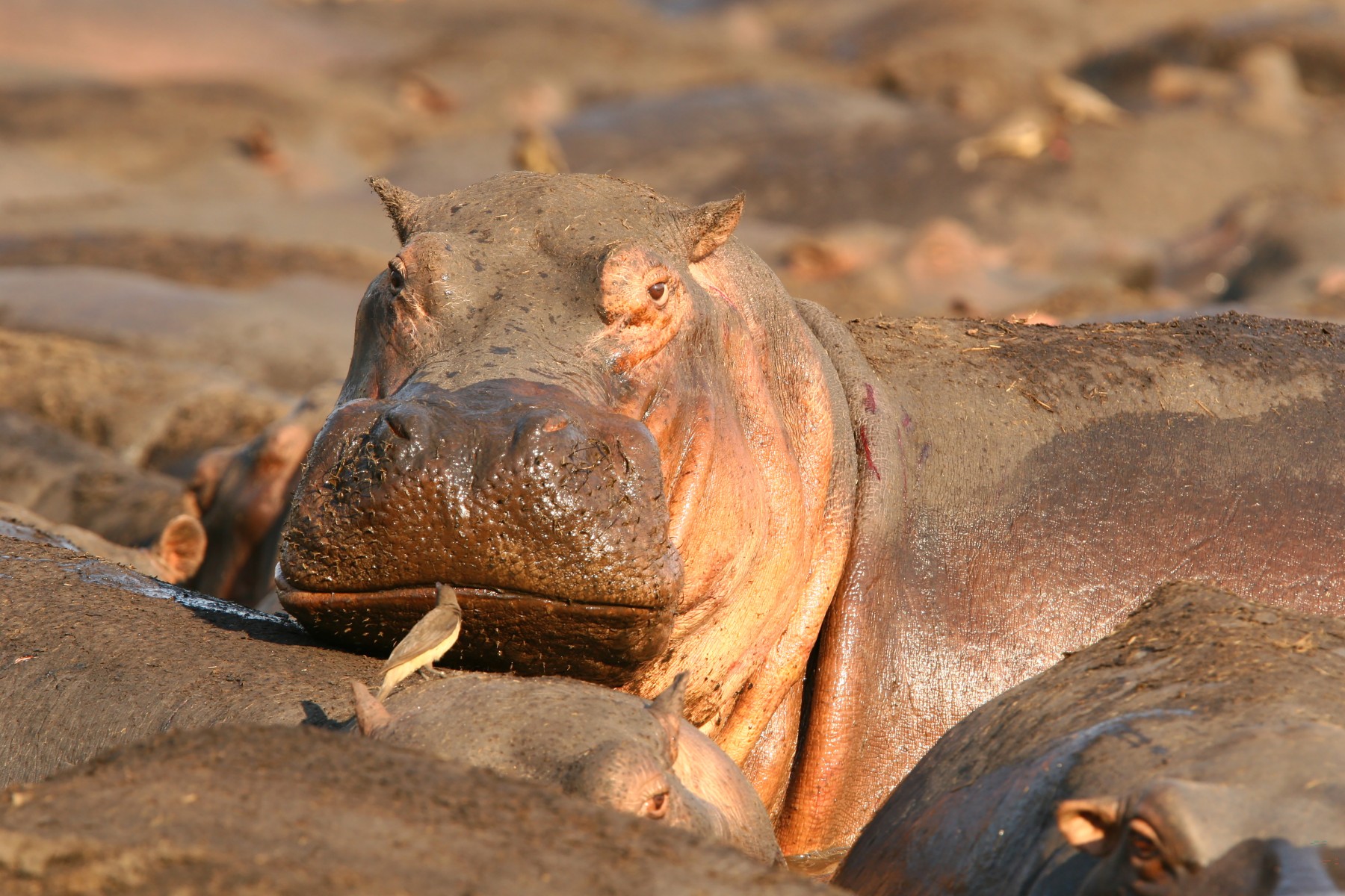 Safari Sokwe