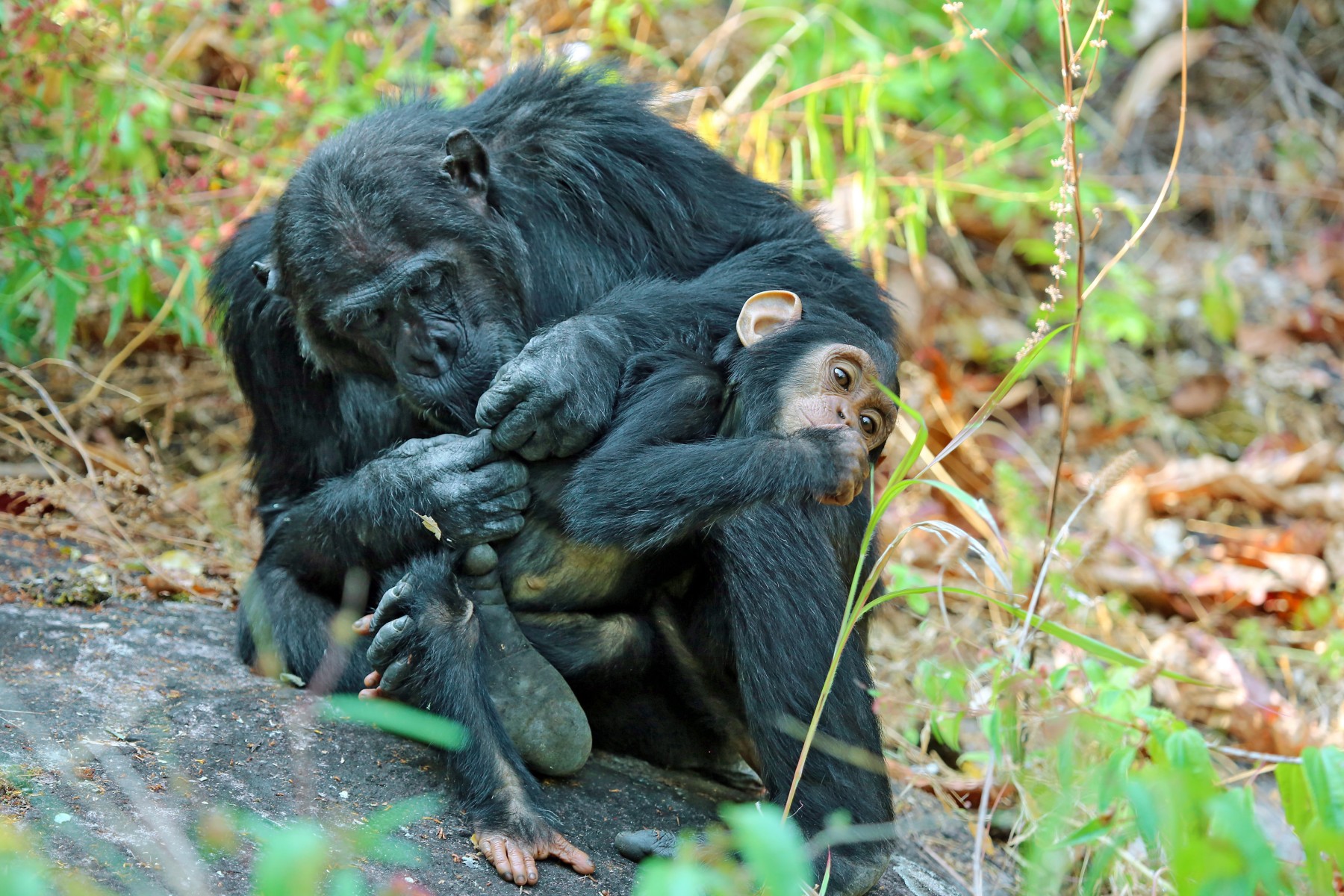 Safari Sokwe