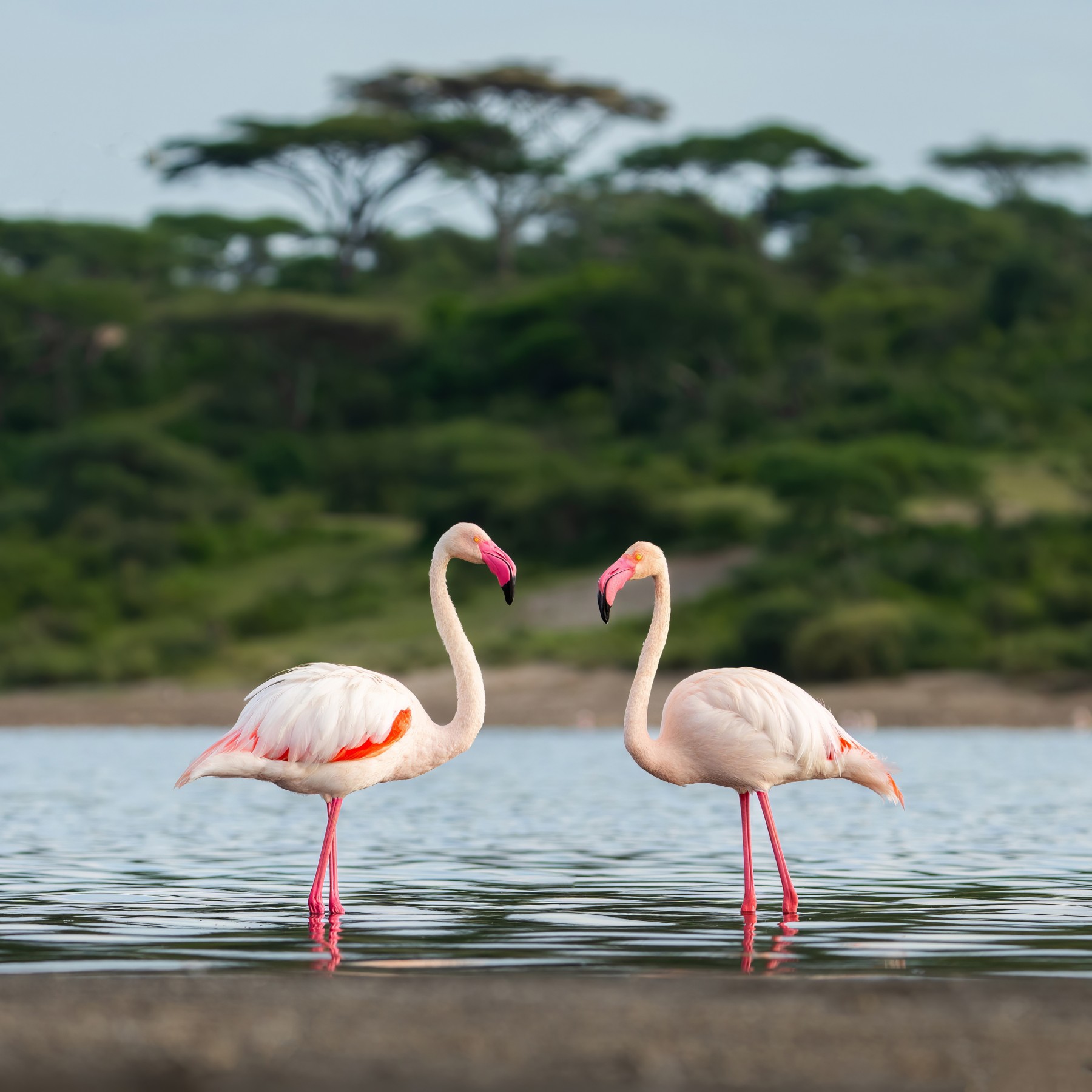 Safari Kifaru