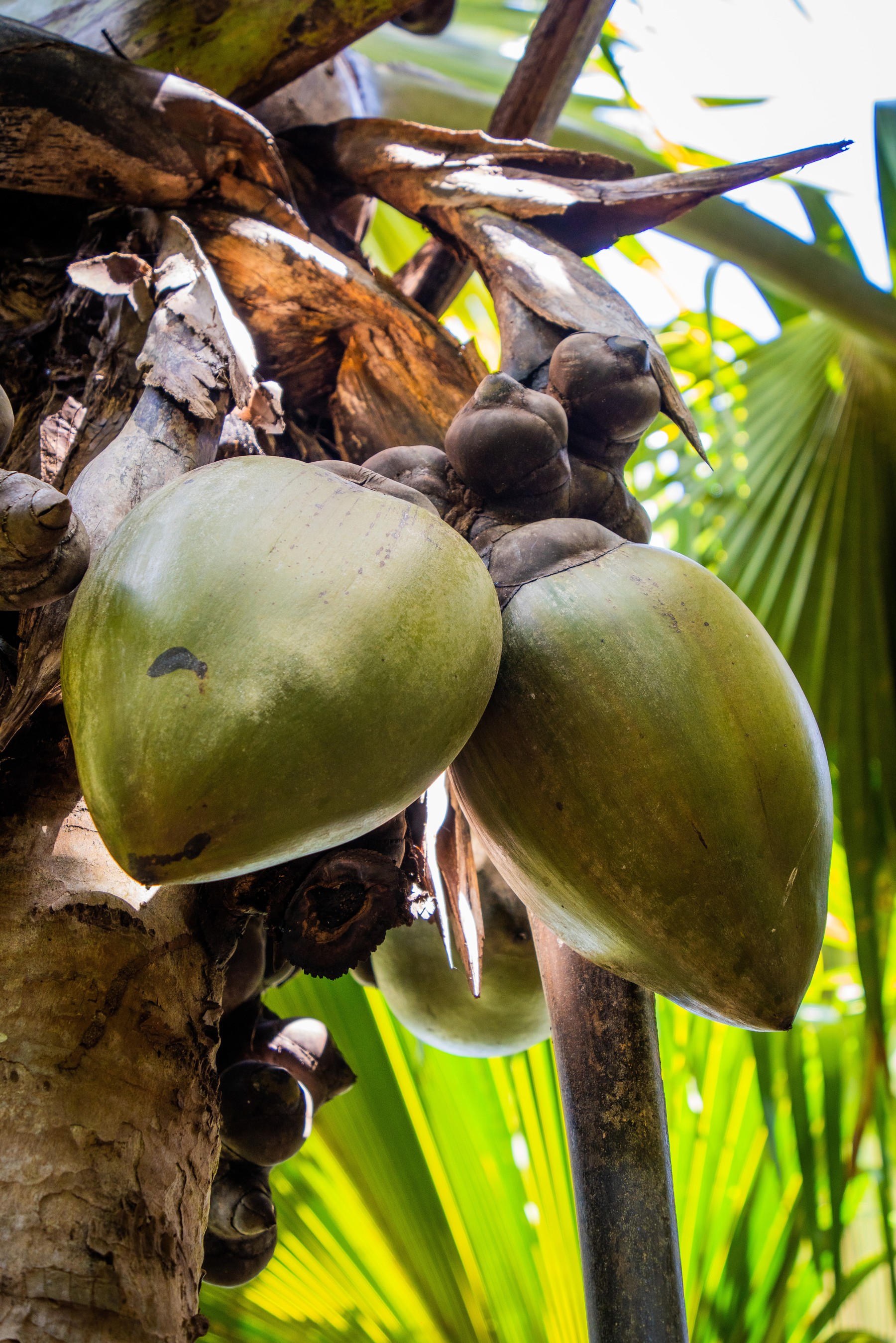 Fond Ferdinand, l’écrin sauvage de Praslin