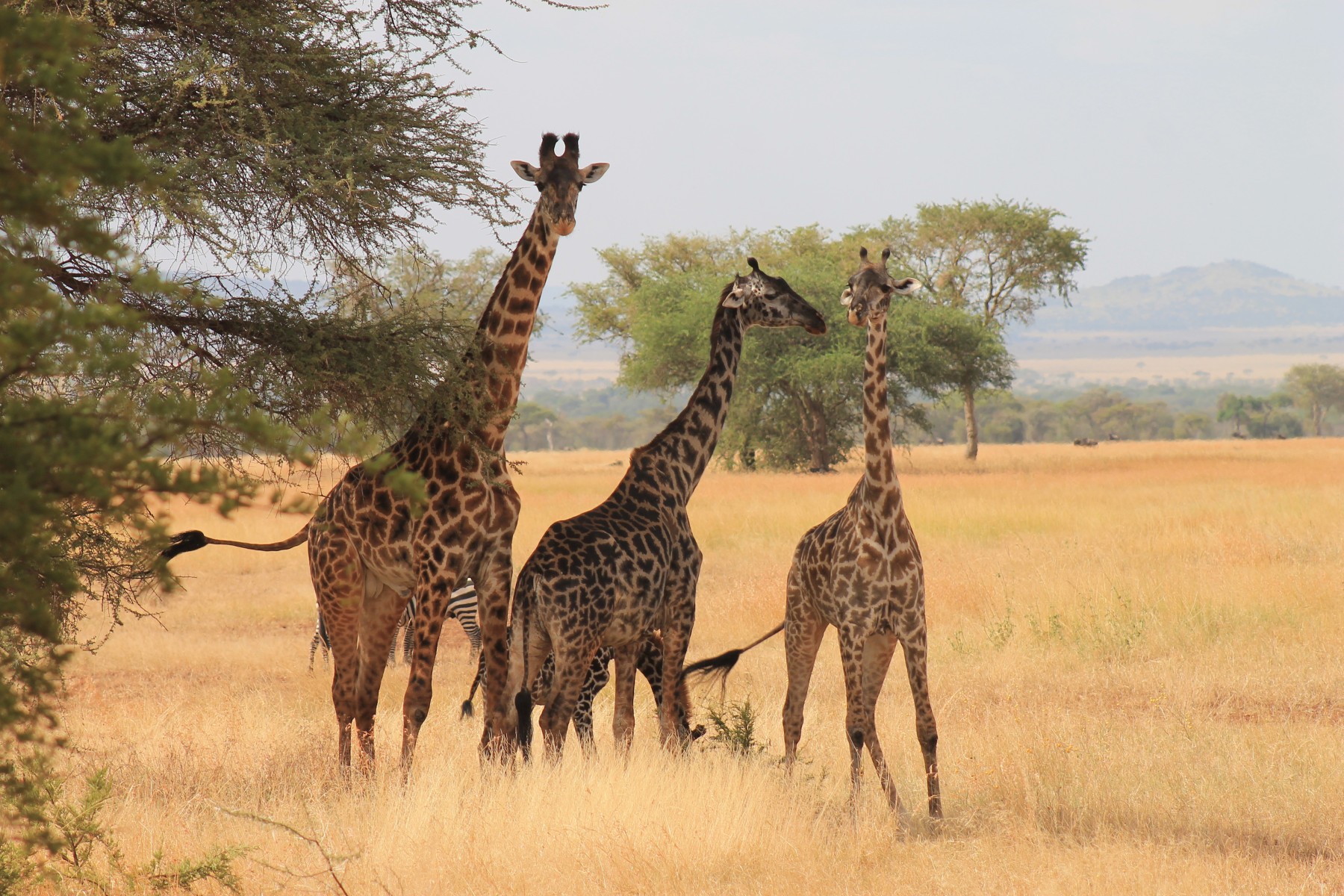 Safari Kifaru