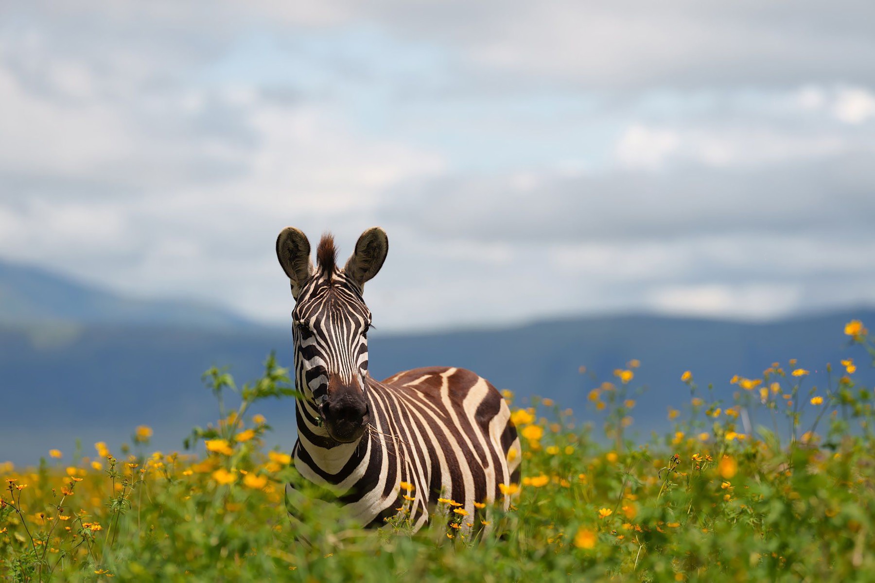 Safari Twiga