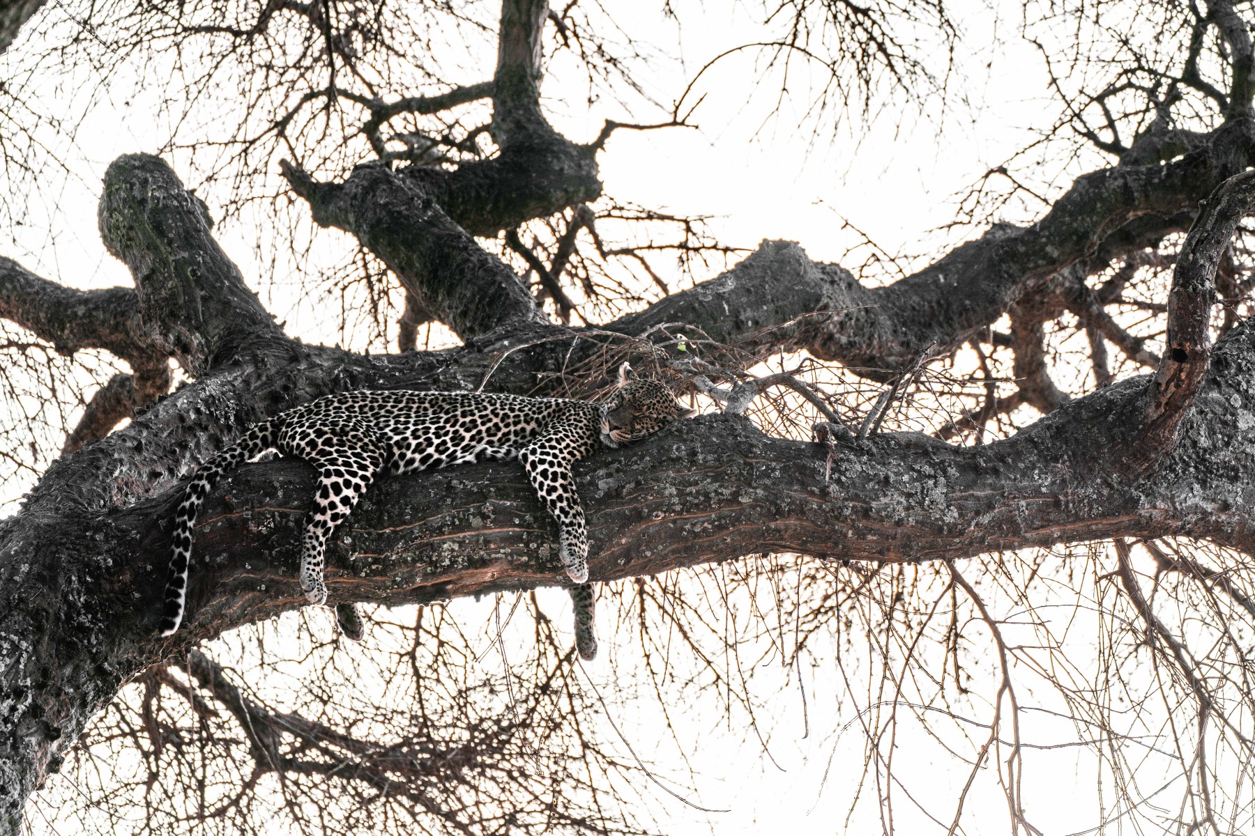 Safari Kifaru