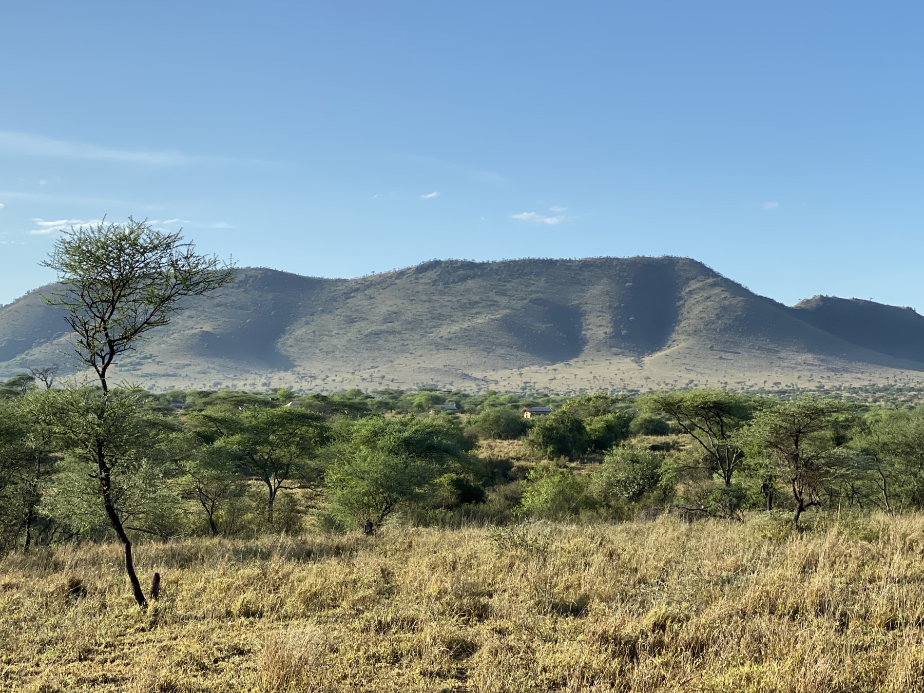 Whisper Serengeti