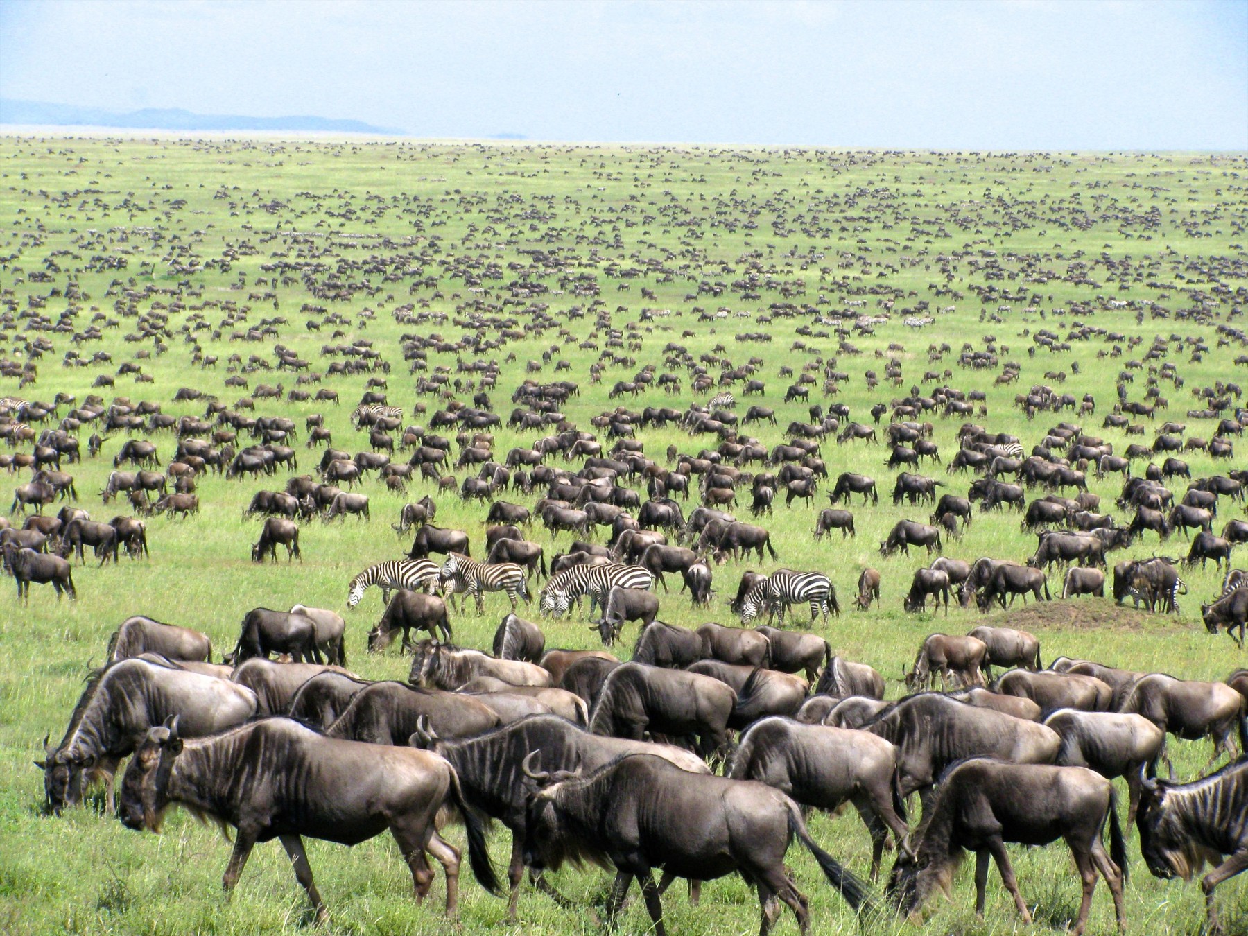 Safari Twiga