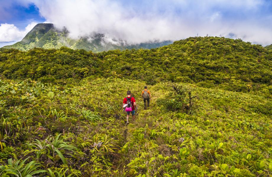 France, Caraïbes, Petites Antilles, Guadeloupe, Basse-Terre, Goyave, Parc national de la Guadeloupe, trace Merwart // France, Caribbean, Lesser Antilles, Guadeloupe, Basse-Terre, Goyave, Guadeloupe National Park, Merwart trail